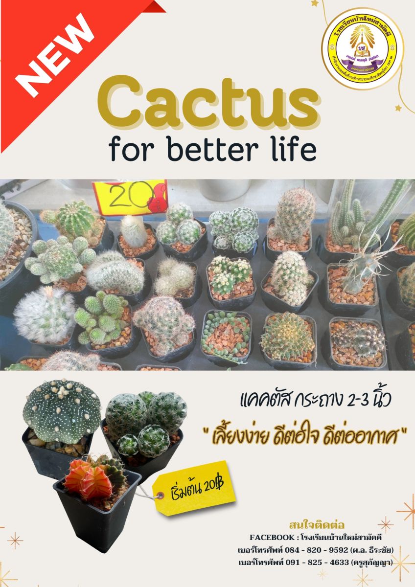 แคคตัส ขนาดกระถาง 2-3 นิ้ว ราคาเริ่มต้น 20 บาท 